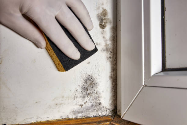 Best Real Estate Mold Inspection  in Fort Polk North, LA